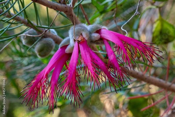 Fototapeta Calothamnus rupestris, commonly known as mouse ears or granite net-bush, is a plant in the myrtle family, Myrtaceae and is endemic to the south-west of Western Australia. 