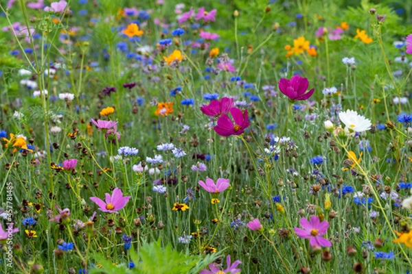 Fototapeta Field of Colorful Wildflowers