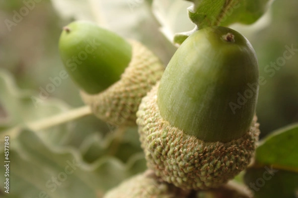 Obraz Bloota roble 2