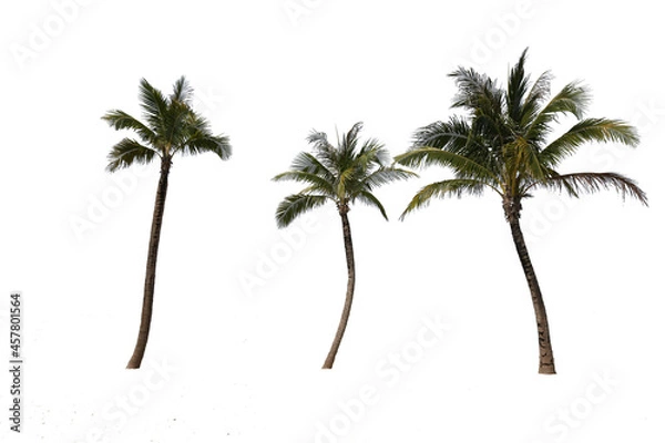 Fototapeta 3 coconut trees with white background
