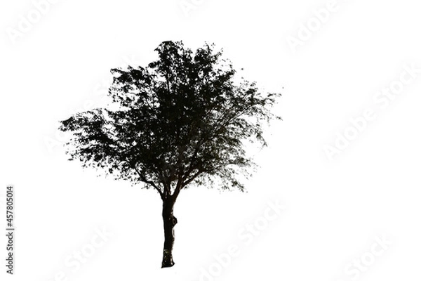 Fototapeta black tree with white background
