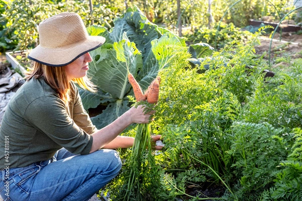 Fototapeta Young female farmer harvesting crop of ripe carrot at farm. Concept of farming, growing natural nutrition by its own. Real working process at the garden.