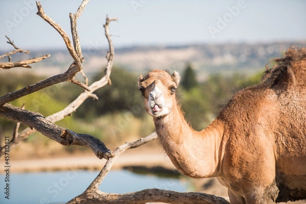 Fototapeta portrait of a dromedary or arabian camel, Camelus dromedarius, taking a look around
