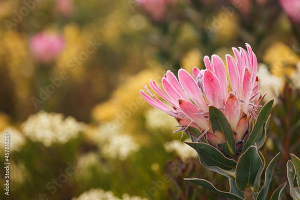 Obraz Beautiful pink protea flower against golden fynbos background, in the Southern Cape, South Africa.