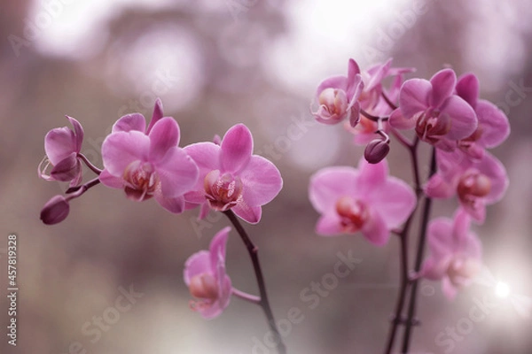 Obraz Storczyk - Orchidea