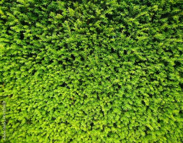 Obraz beautiful and ecological green background with plants, great as a wallpaper 