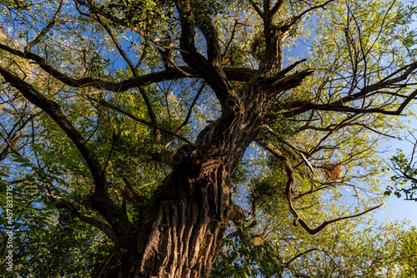 Fototapeta vue d'un arbre majestueux dont l'écorce est en relief