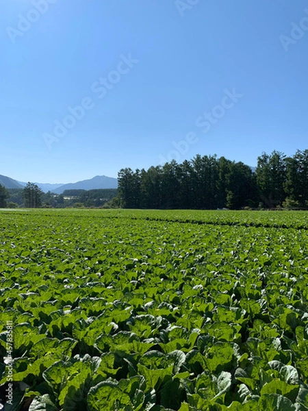 Fototapeta 白菜 畑 高原野菜 農業 長野県