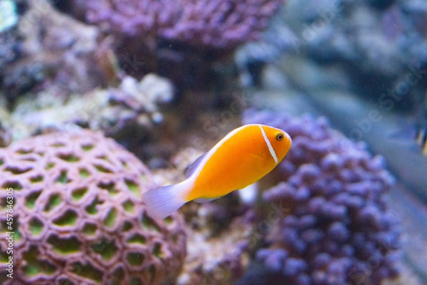 Obraz clown fish