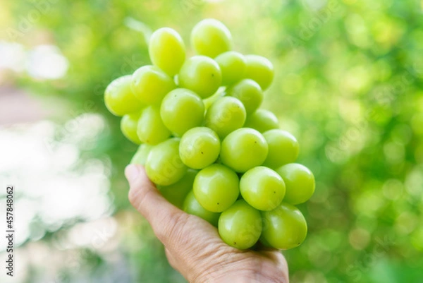 Obraz 手に持ったシャインマスカットのアップ/ぶどう狩り、グレープ/ブドウ/フルーツ、果物