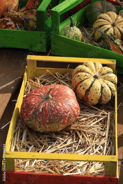 Fototapeta zucca zucche mercato biologico