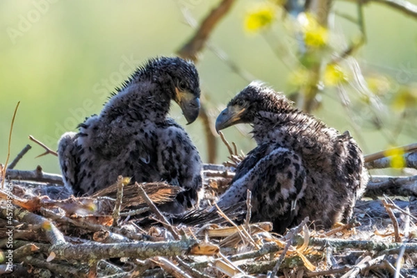 Obraz Bald Eagle Babies