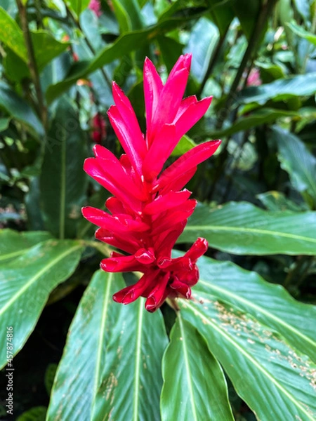 Fototapeta Close-up of red ginger flower
