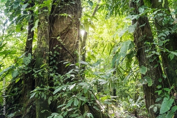 Fototapeta Tropical background with green plants in the rainforest.