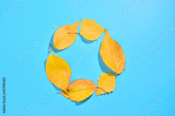 Fototapeta circle of bright autumn yellow leaves on a blue background