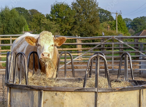 Fototapeta A Simmental heifer chews wisps of hay from a circular metal cattle feeder. Outside in a farmyard, with fencing. Tree lined background. Landscape image with space for text. Hampshire, England.