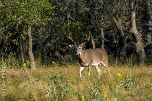 Obraz Deer in Texas