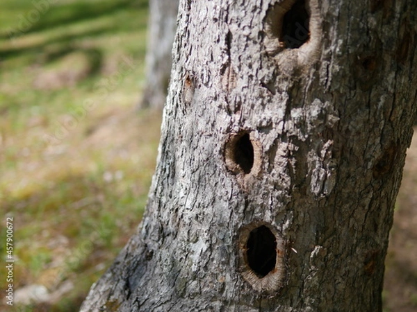 Fototapeta old tree trunk