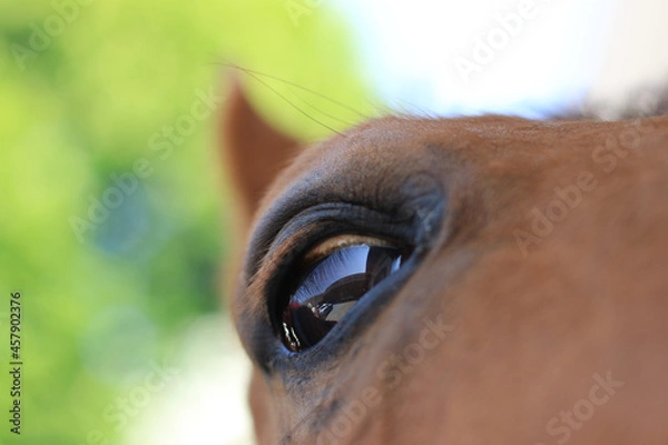 Obraz Pferdeauge