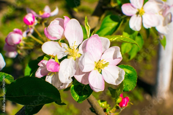 Fototapeta Apple trees in bloom.