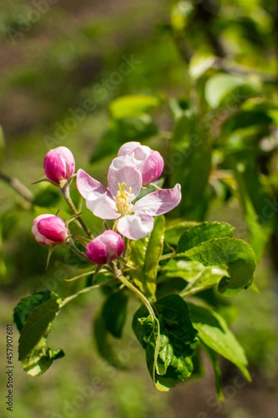 Fototapeta Apple trees in bloom.