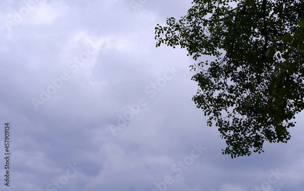 Fototapeta Branches of trees against the background of a cloudy sky.