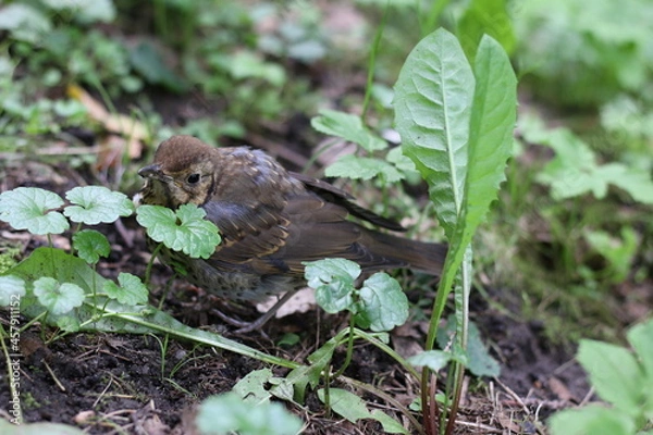 Fototapeta the hermit thrush hides in the grass