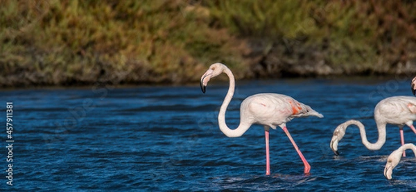 Obraz flamingos in the water