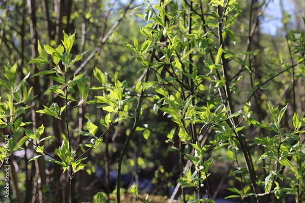 Obraz leaves of trees in the sunlight warm photo, summer