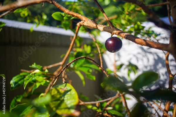 Obraz ジャボチカバ