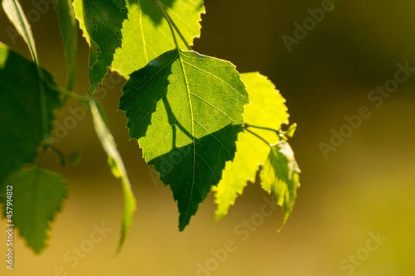Fototapeta green birch leaves on the background of green nature