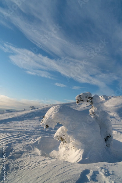 Fototapeta Winter landscape with snow-covered trees. Kandalaksha. Murmansk region