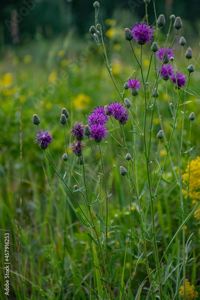 Obraz flowers in the field