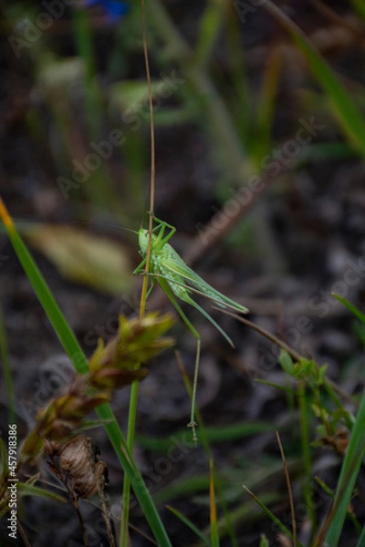 Obraz grasshopper on the grass
