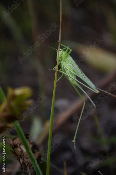 Fototapeta grasshopper on grass