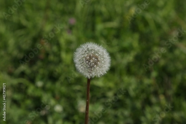 Obraz Alone dandelion in the grass
