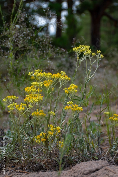 Obraz flowers in the forest