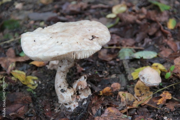 Fototapeta Champignon foret