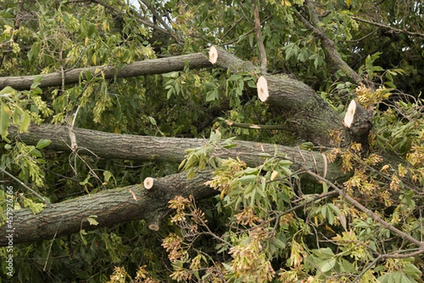 Fototapeta Cut off branches of a fallen tree