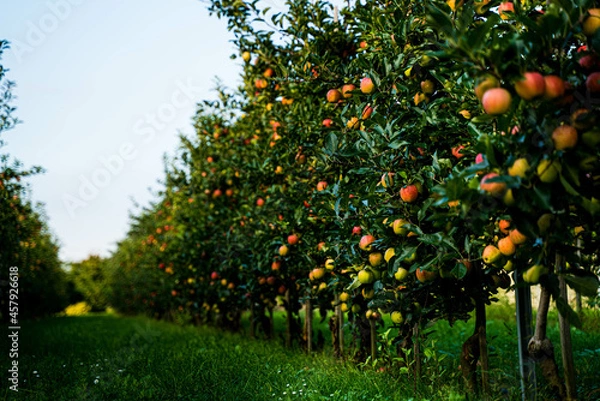 Obraz Beautiful view of apple orchard 