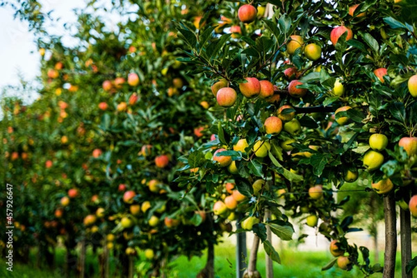 Fototapeta Beautiful view of apple orchard 