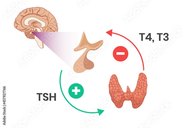 Obraz Hypothalamus pituitary thyroid axis