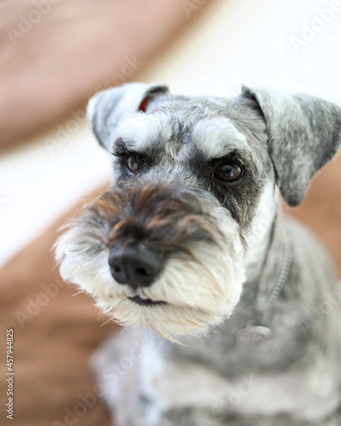 Obraz portrait of a puppy