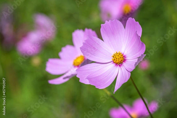 Fototapeta コスモスの花　秋のイメージ