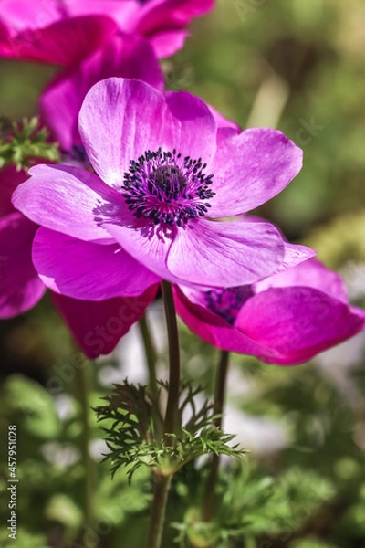 Fototapeta アネモネの花　春のイメージ