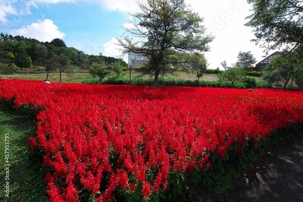 Fototapeta 真っ赤に染まったサルビア