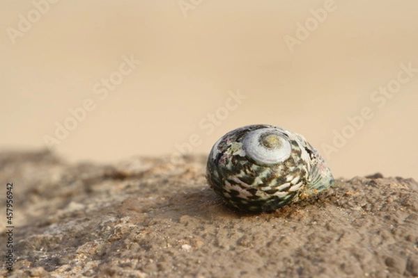 Obraz shell on the beach