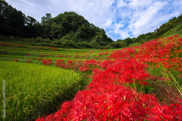 Obraz 奈良　明日香　稲渕の彼岸花　横位置