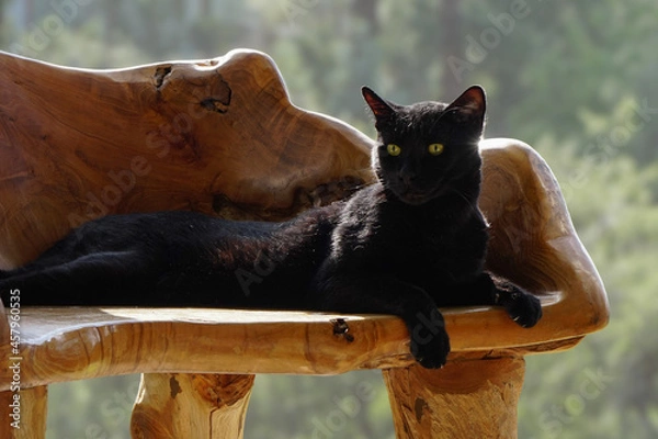 Obraz A black cat lounges on a wooden bench.