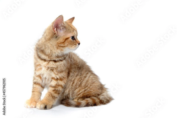 Fototapeta ginger striped purebred cat sitting on white isolated background